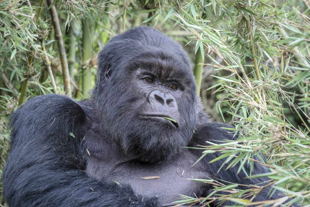 3 DAY PRIMATE SAFARI EXPERIENCE RWANDA