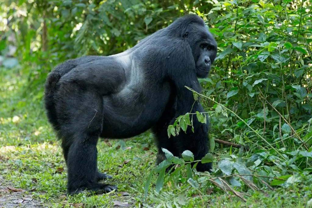 3 DAY PRIMATE SAFARI EXPERIENCE