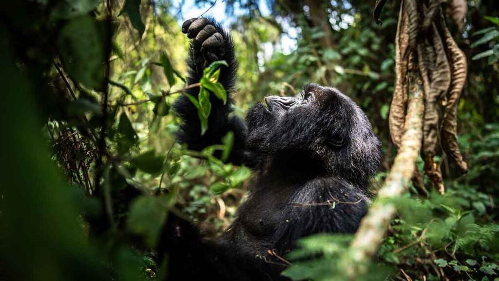 3 DAYS GORILLAS AND AKAGERA