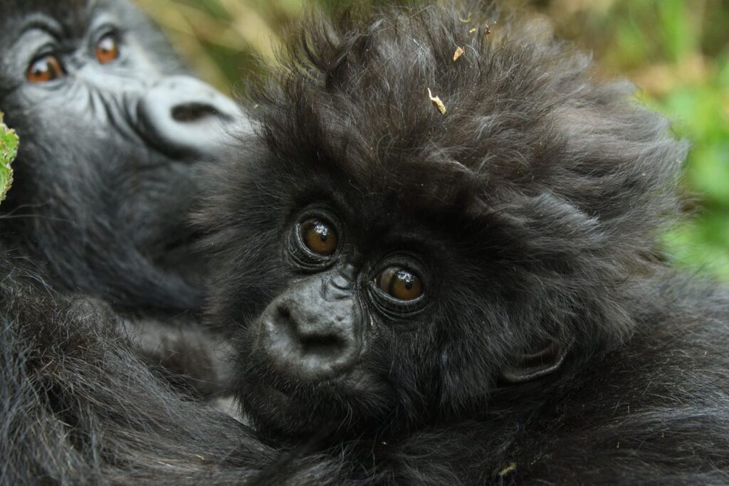 3 Days Akagera and Gorillas