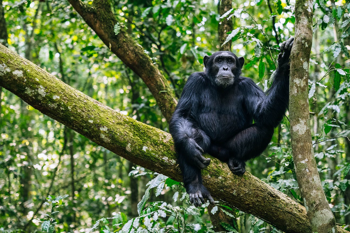 3 Days Chimpanzee Trekking in Kibale Forest National Park, Uganda