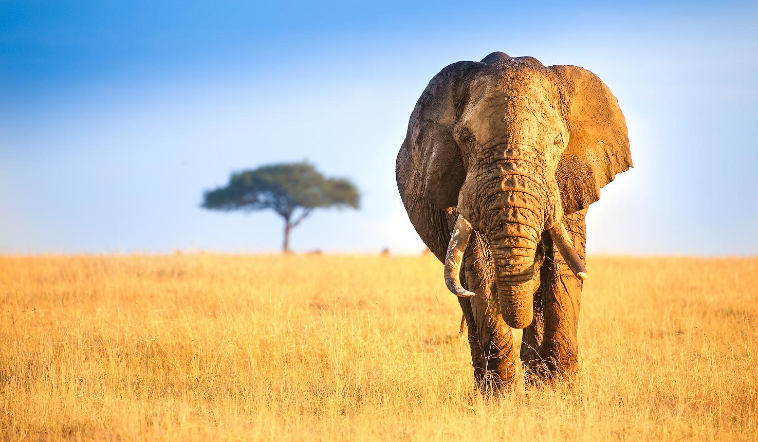 3 Days Maasai Mara Safari