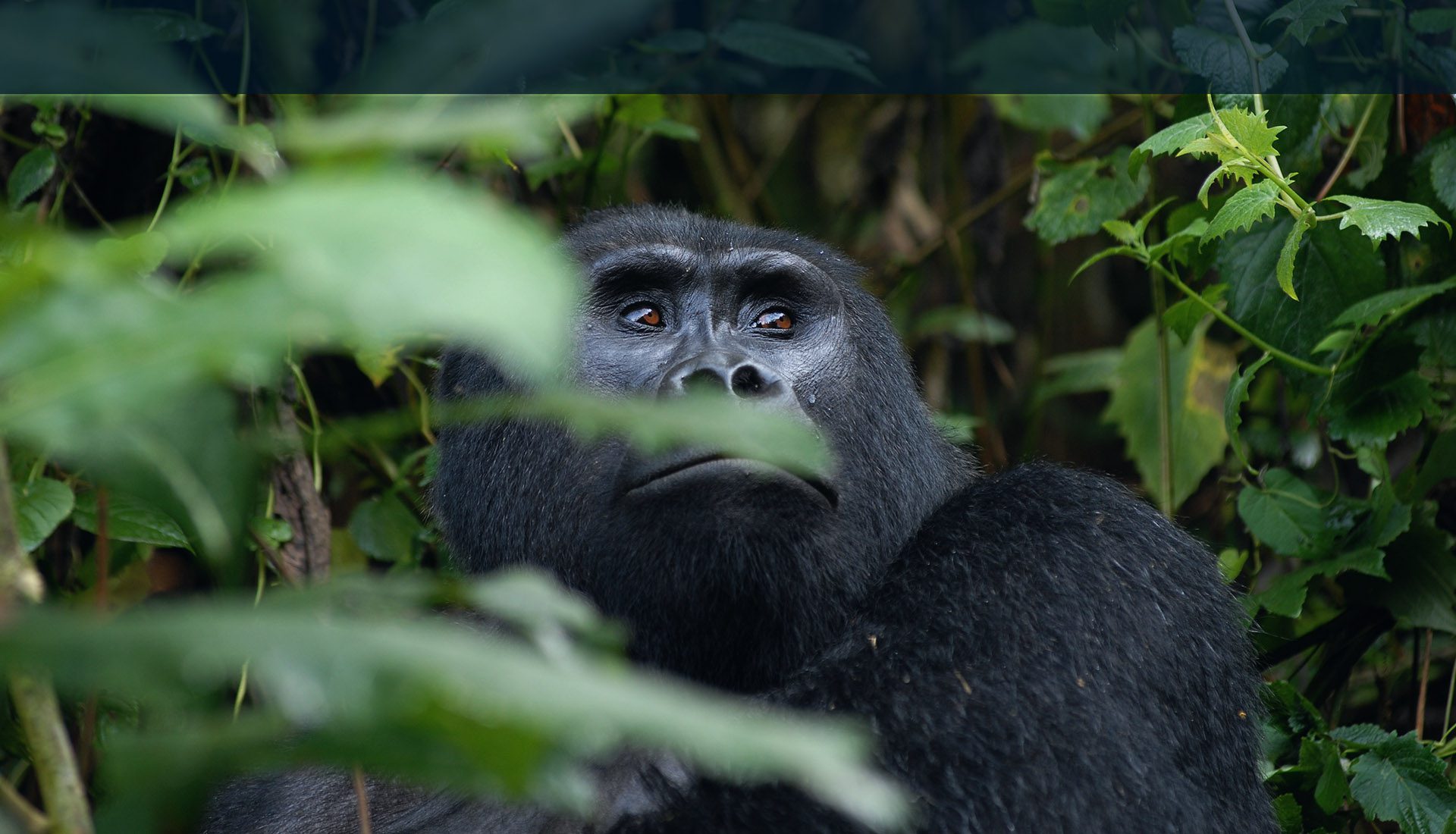 3 Days Rwanda magical gorilla trekking safari.
