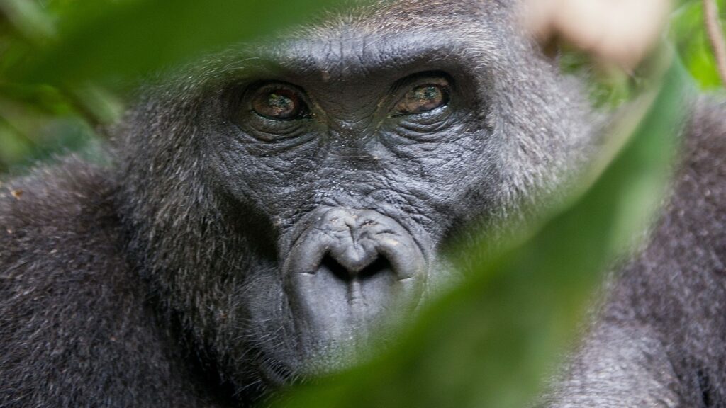 4 DAY PRIMATE SAFARI EXPERIENCE