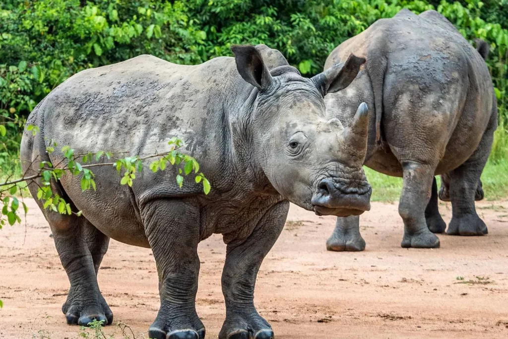 4 DAYS SAFARI UGANDA