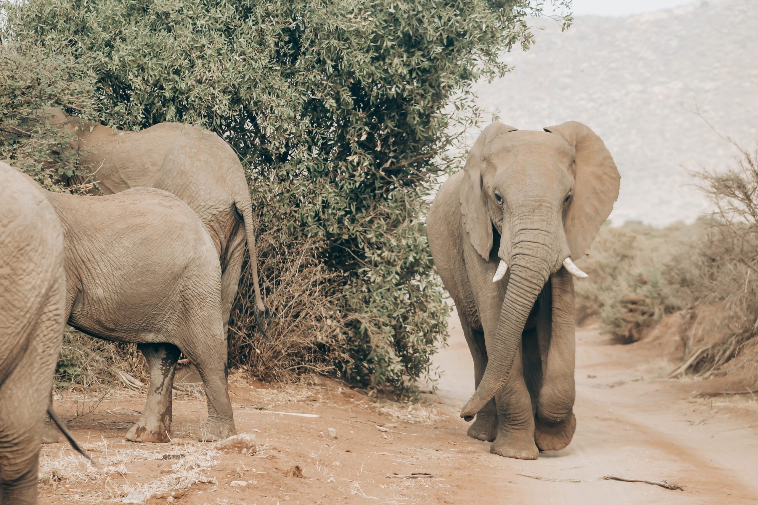 4 Days Northern Tanzania Safari – Tarangire, Serengeti, Ngorongoro & Lake Manyara