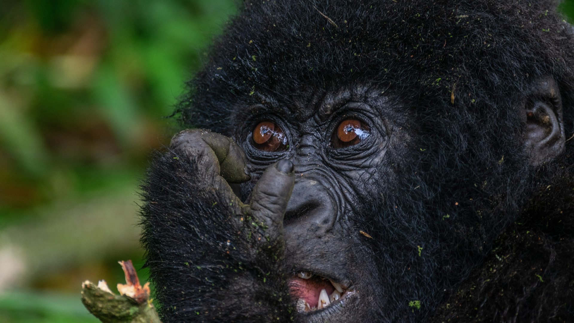 4 Days gorilla trekking safari in Volcanoes national park.