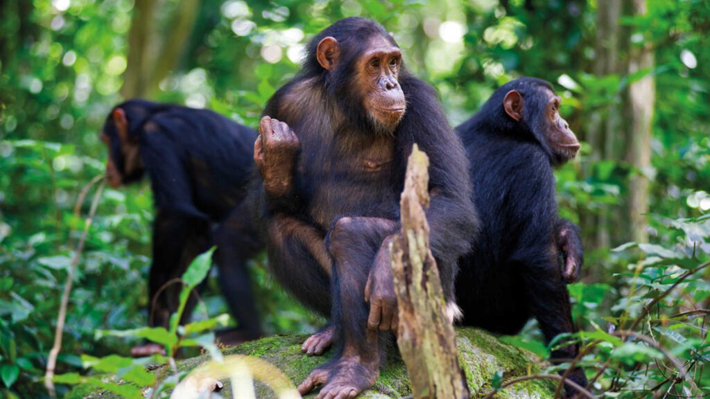 5 DAY PRIMATE SAFARI EXPERIENCE