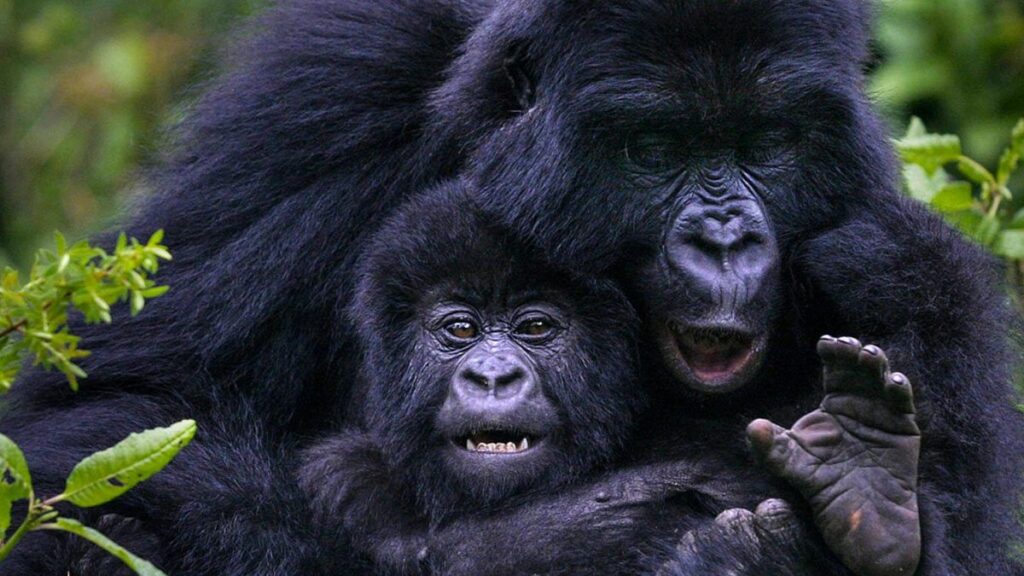 5 DAYS GORILLA HABITUATION EXPERIENCE AND QUEEN ELIZABETH PARK