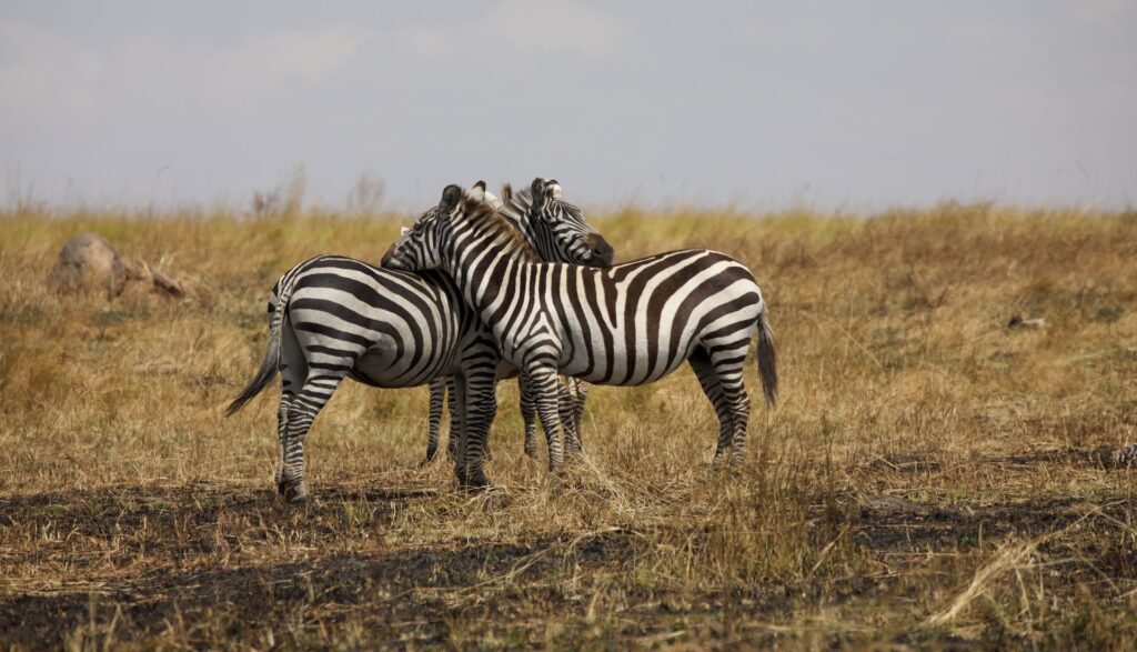 5 DAYS GORILLAS AND WILDLIFE