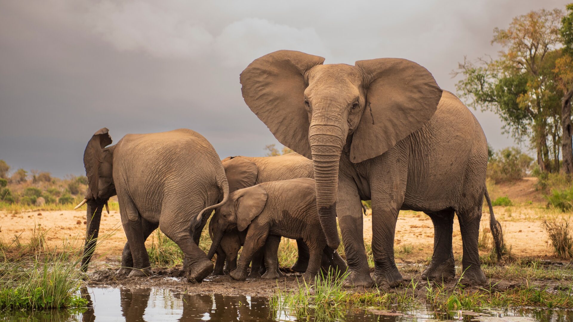 5 DAYS GORILLAS AND WILDLIFE