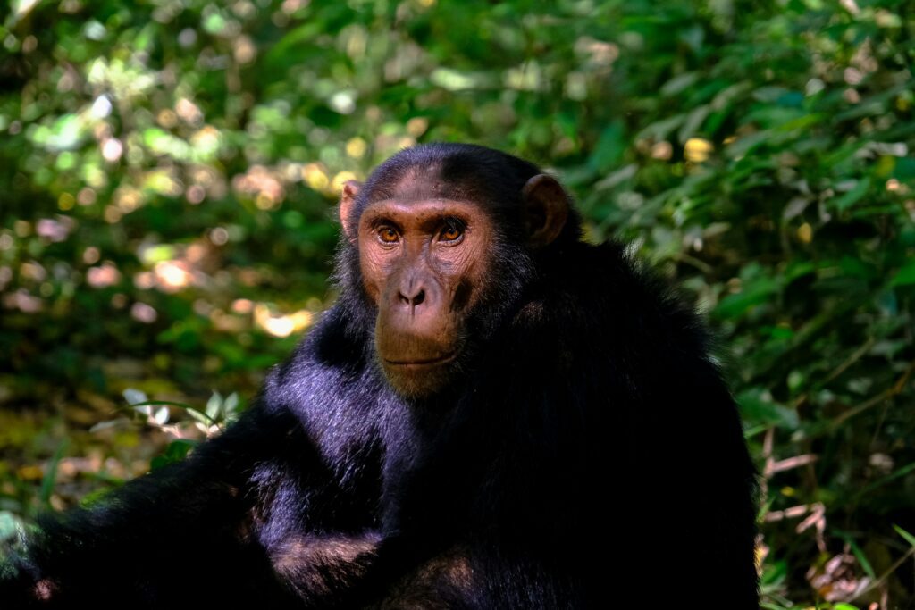5 DAYS THE GREAT APES OF UGANDA