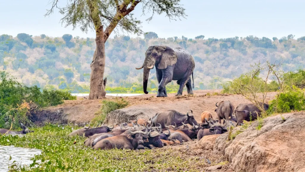 5 DAYS UGANDA GORILLAS & WILDLIFE SAFARI.