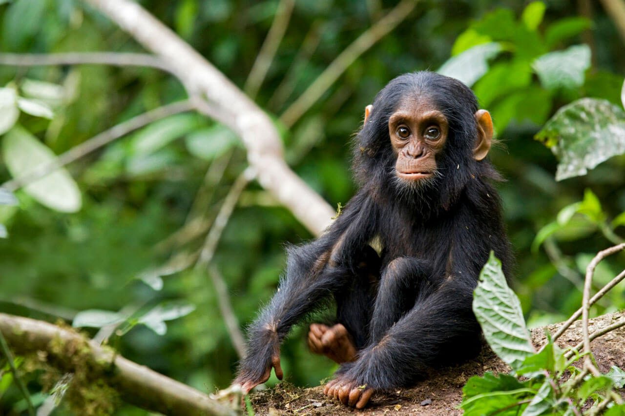 5 Days Uganda Chimpanzee & Gorilla Trekking Safari (Kibale & Bwindi)