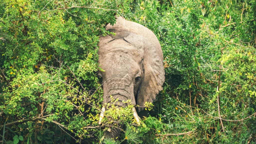 6 Days Chimpanzee Trekking & Wildlife Safari in Queen Elizabeth National Park