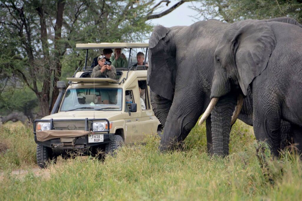 6 Days Northern Tanzania Safari & Materuni Waterfalls