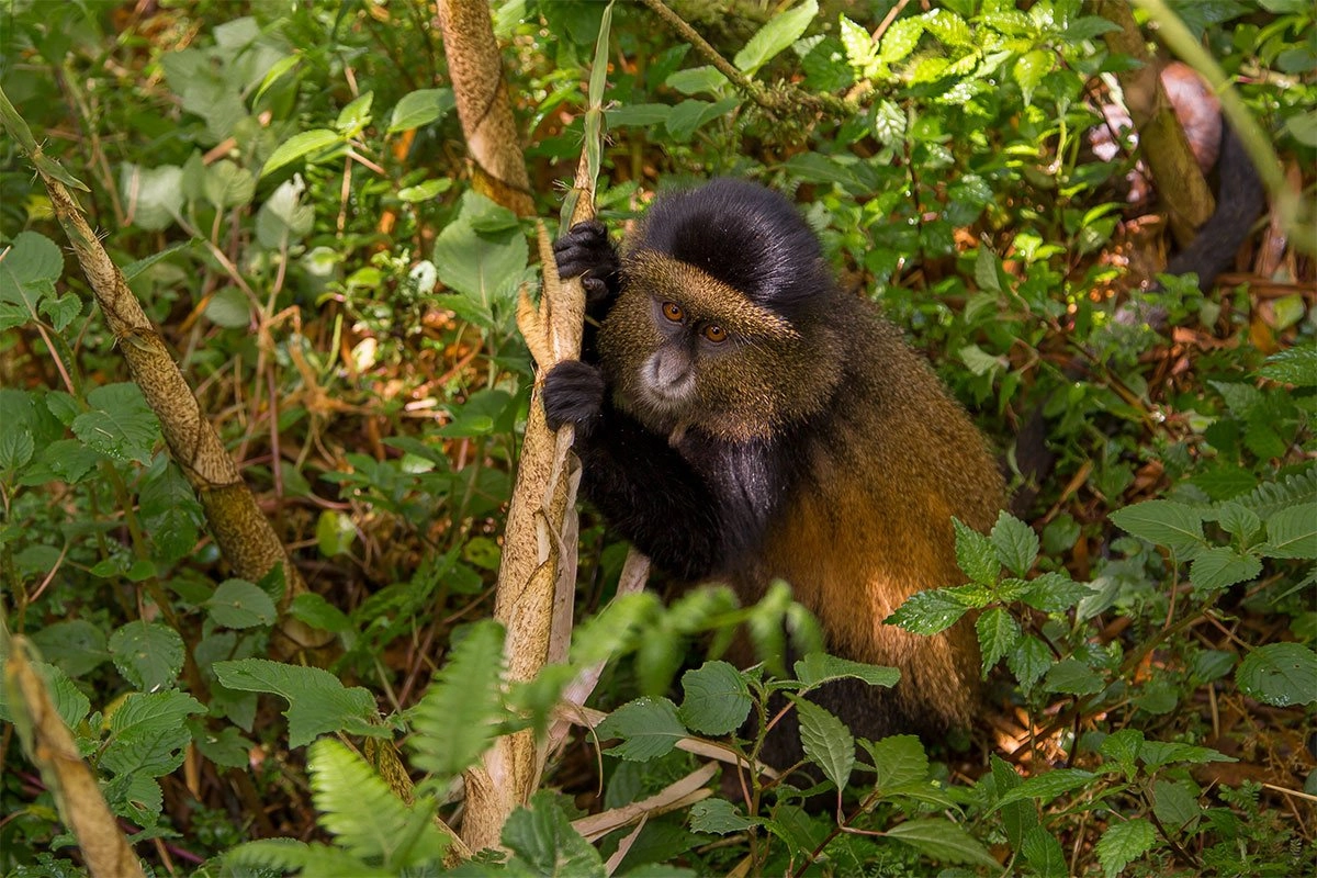 6 Days Rwanda Gorilla Trekking & Golden Monkey