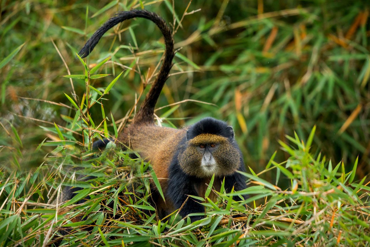 6 days Rwanda gorilla trekking and golden monkey safari.