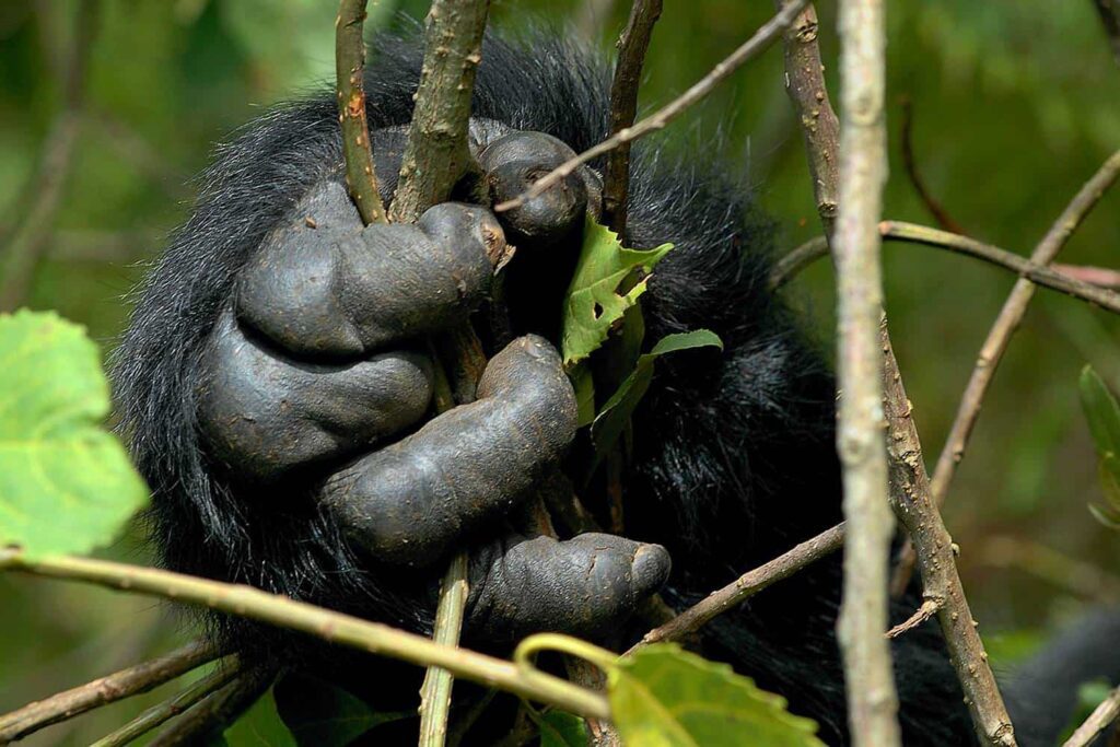 7 Days Kenya Migration and Gorillas Safari