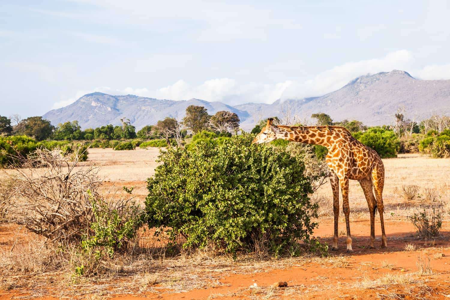 7 Days Kenya Safari – Amboseli & Tsavo Wildlife Tour