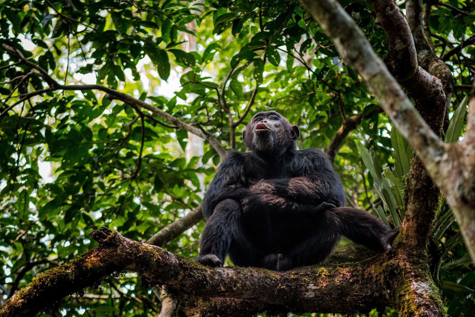 7 Days Uganda Primate Safari – Chimpanzees, Gorillas & Golden Monkeys