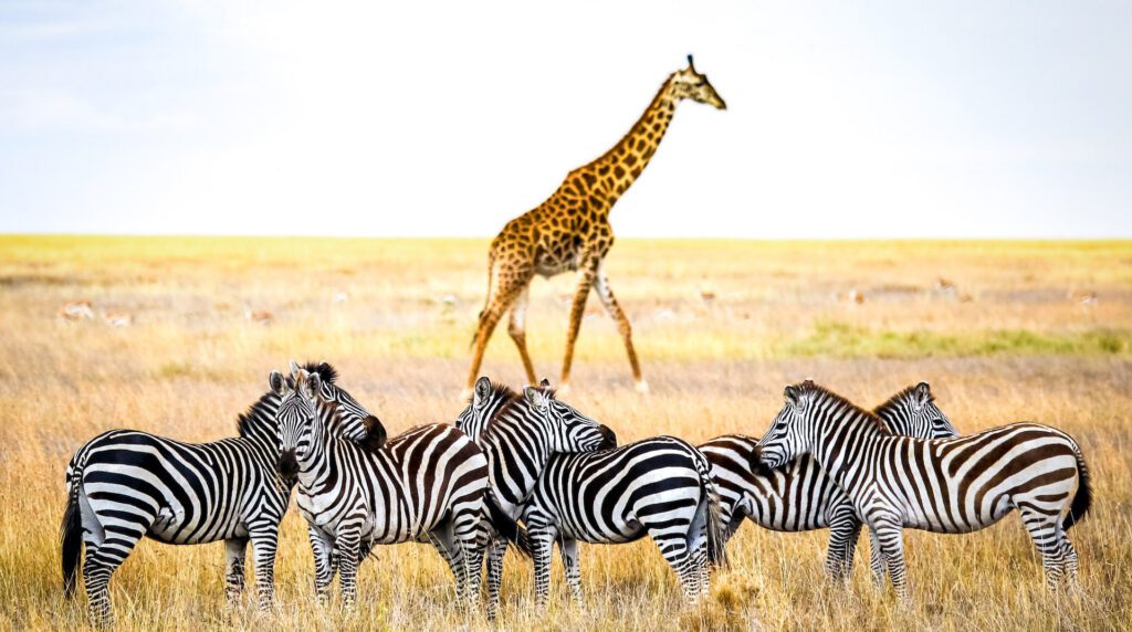7 Pieces of Advice from Travel Pros for an Exciting Safari in Tanzania.