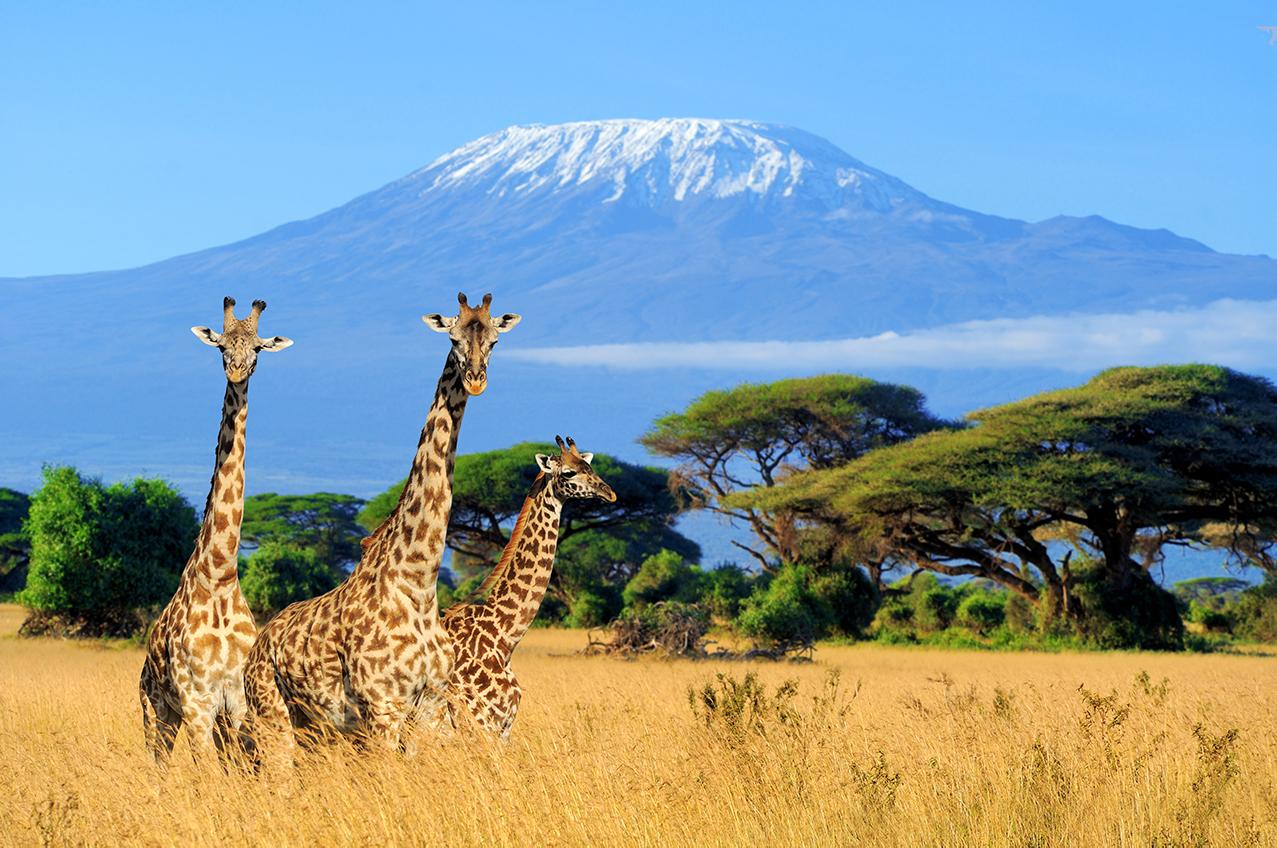 7 Pieces of Advice from Travel Pros for an Exciting Safari in Tanzania.