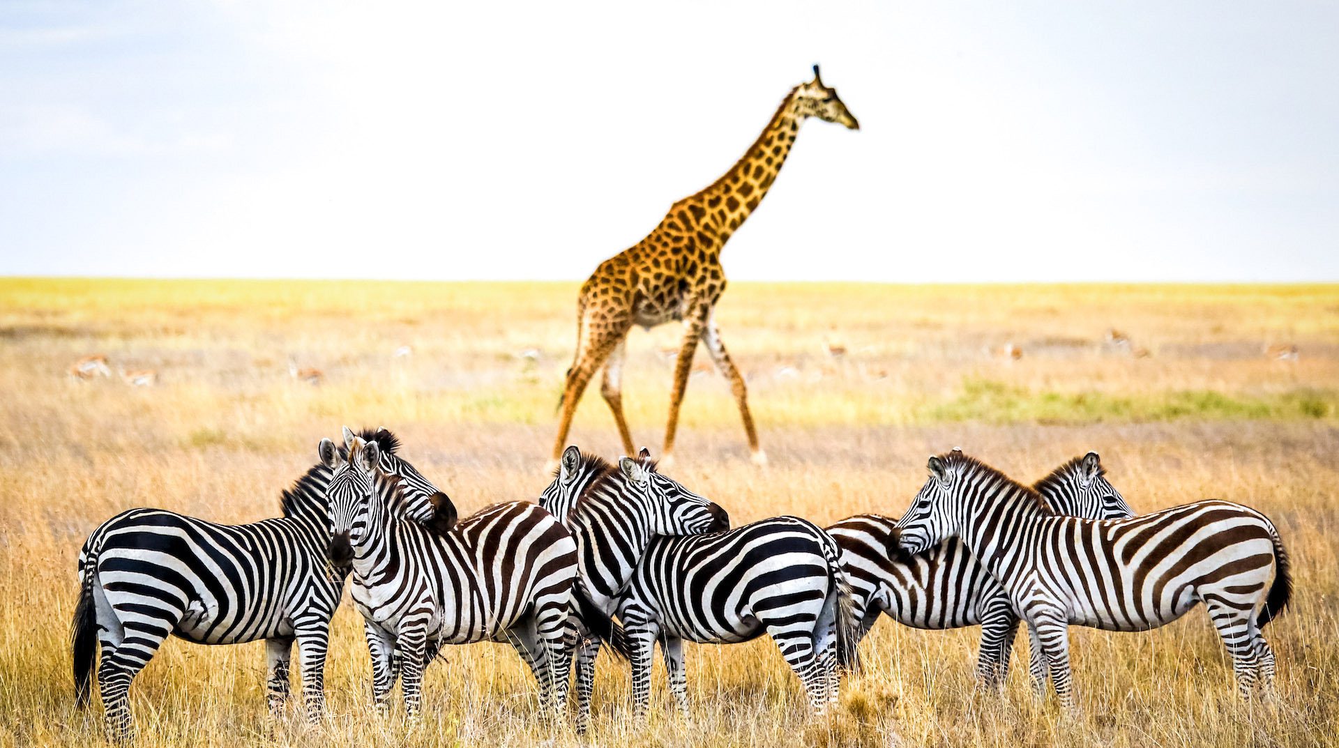 Travel Pros for an Exciting Safari in Tanzania.