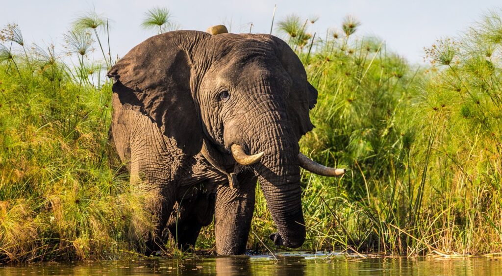 7 days Uganda Primate and Wildlife Experience.