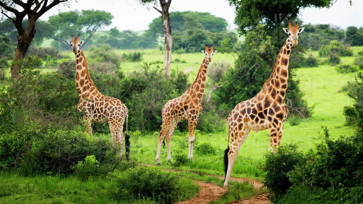 7 days Uganda pristine destinations