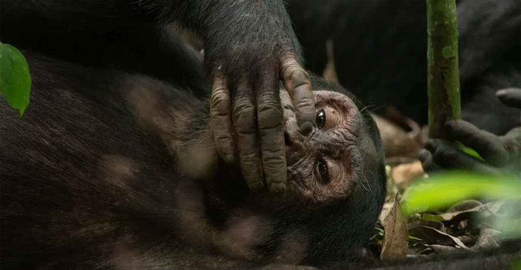 8 Days Chimpanzee Trekking & Nyungwe Forest Rwanda Experience