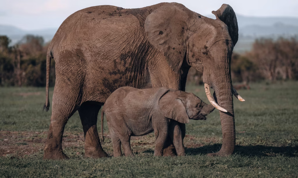 8 Days Tanzania Northern Circuit Safari