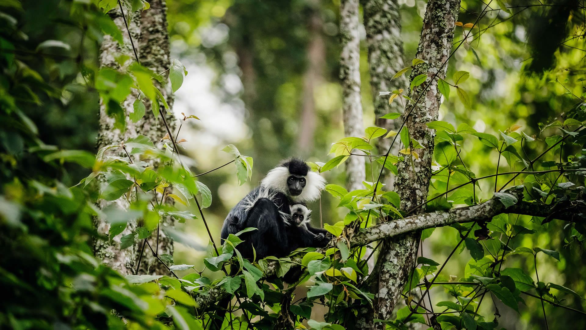 8 days Rwanda gorillas and Nyungwe national park.
