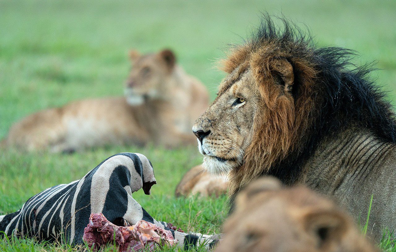 9 Days East African Safari & Zanzibar Beach Extension