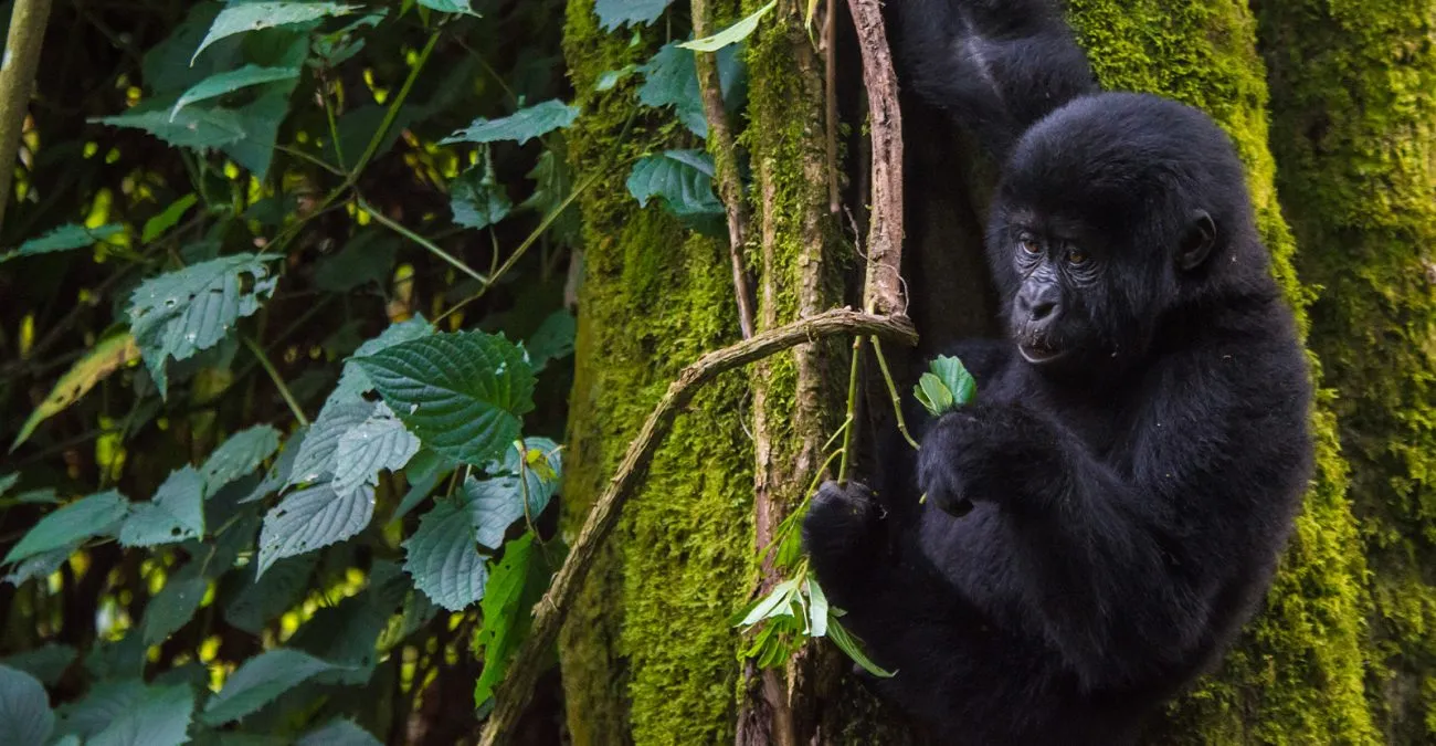 9 Days Uganda Primate & Wildlife Safari