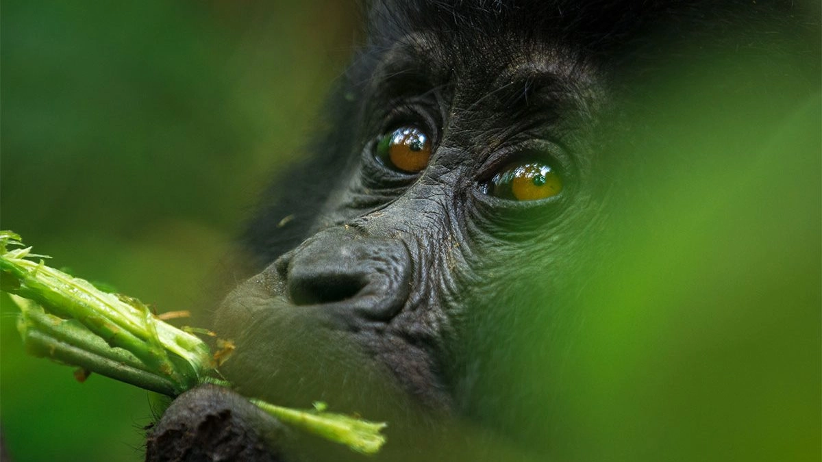 A 4-Day Custom-made Luxury Silverback Gorilla Trek Experience