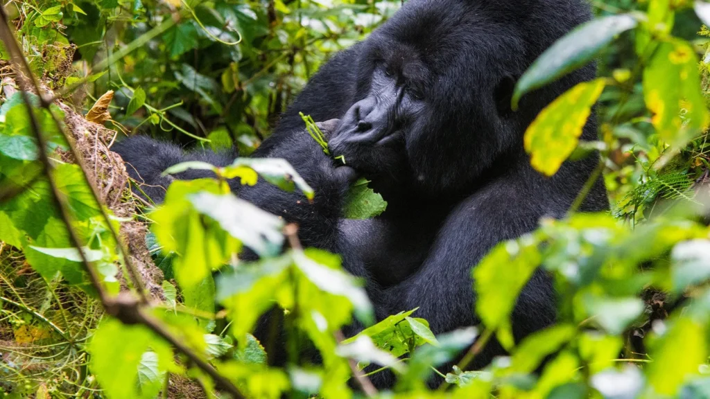 Anticipating the Unforgettable: The Silverback Secret Kingdom