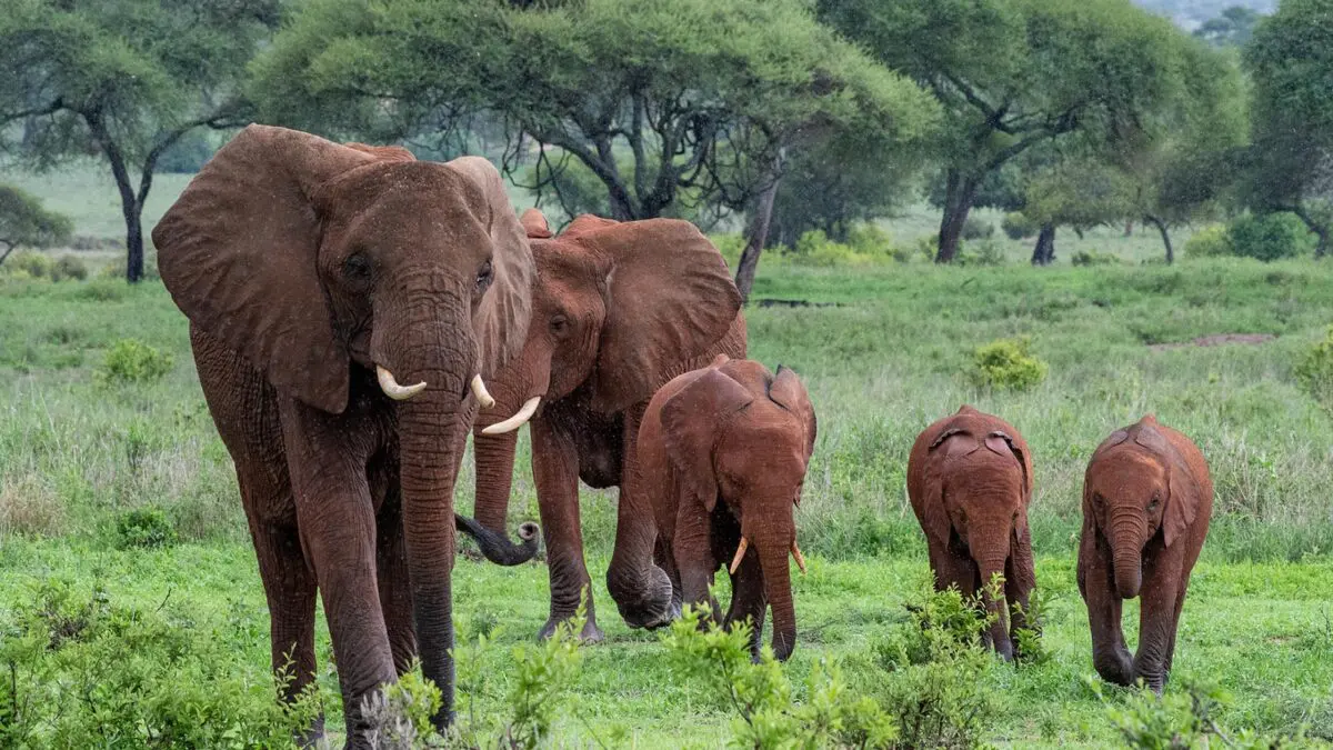 Burigi-Chato National Park Attractions