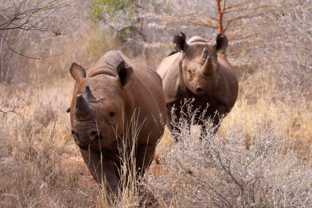 Discover Four Fascinating Aspects of Mkomazi National Park