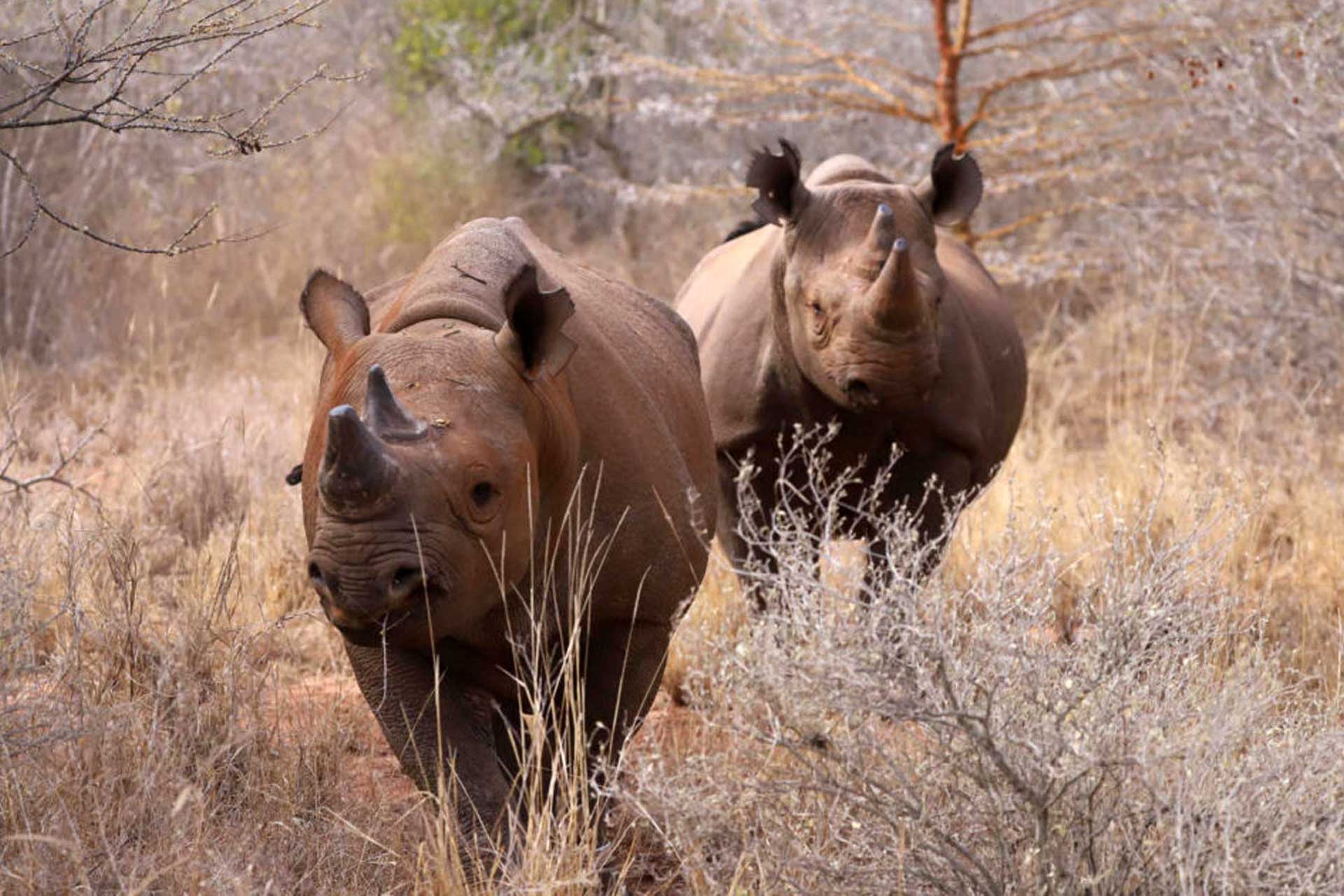 Fascinating Aspects of Mkomazi National Park