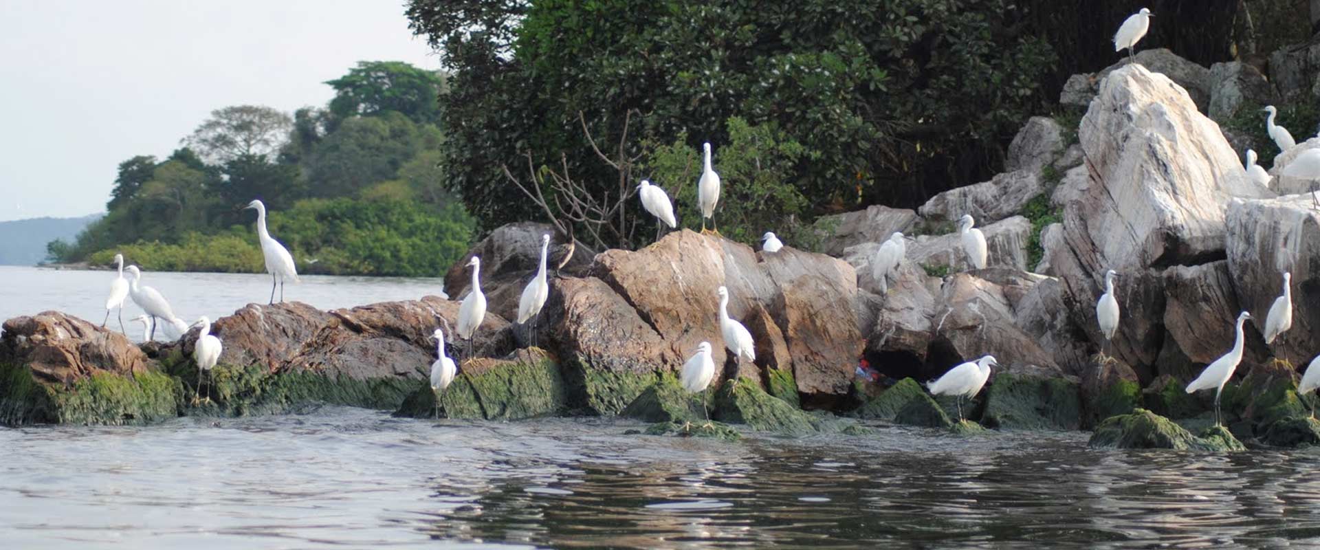 Discover Saanane Island National Park on a Day Trip.