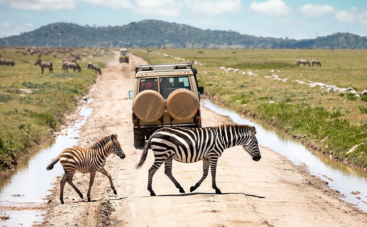 Discovering the Trails of the Northern Safari