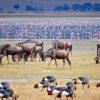 Enjoy the Ngorongoro Conservation Area with These 5 Activities!