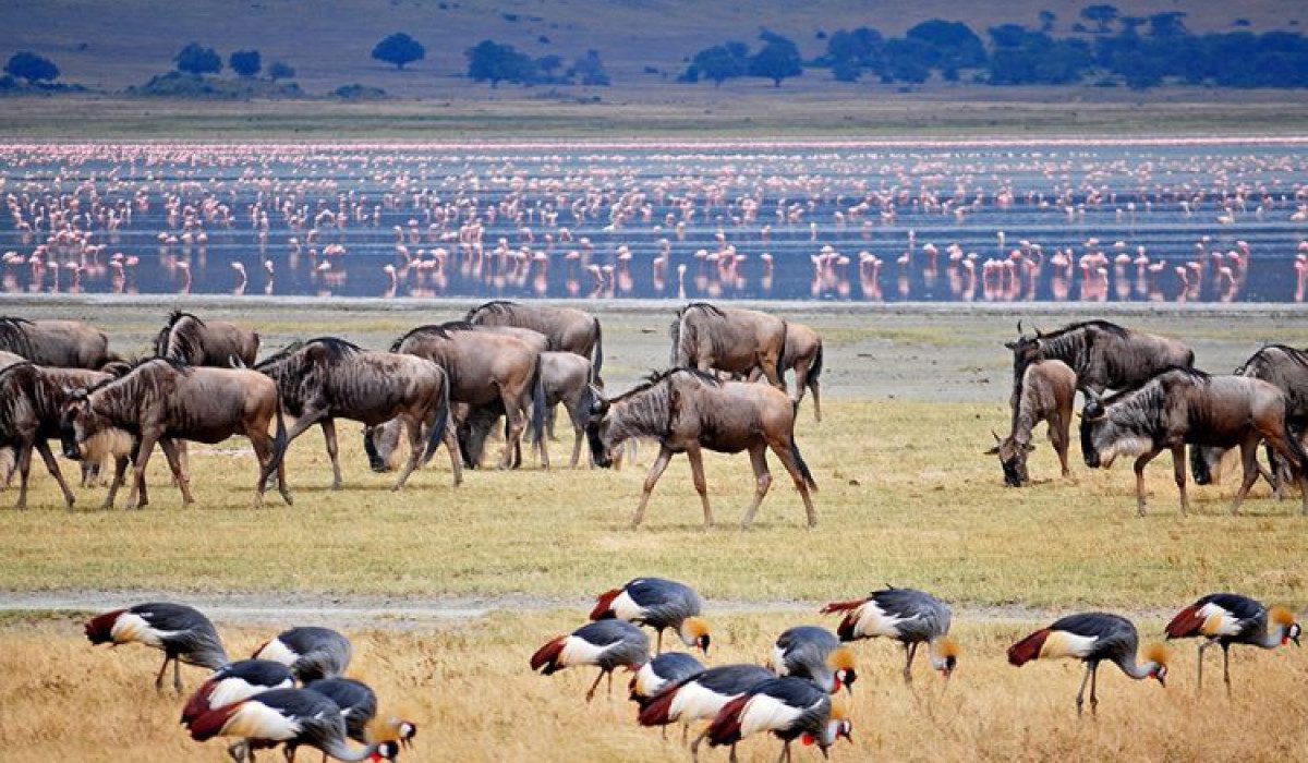 Enjoy the Ngorongoro Conservation Area with These 5 Activities!