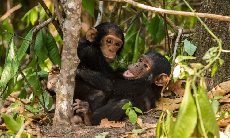 Five Distinct Activities in the Western Safari Circuit