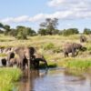 Game Viewing at Tarangire National Park Throughout the Day