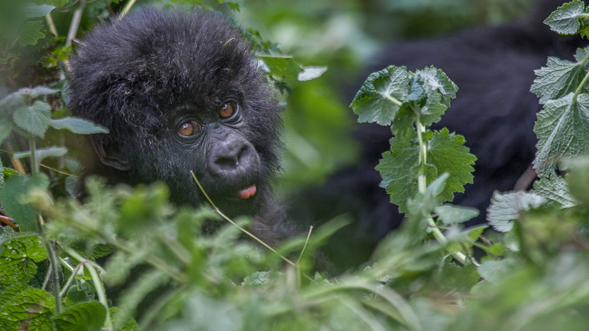Gorilla Trekking Uganda vs Rwanda: Which Destination Should You Choose?