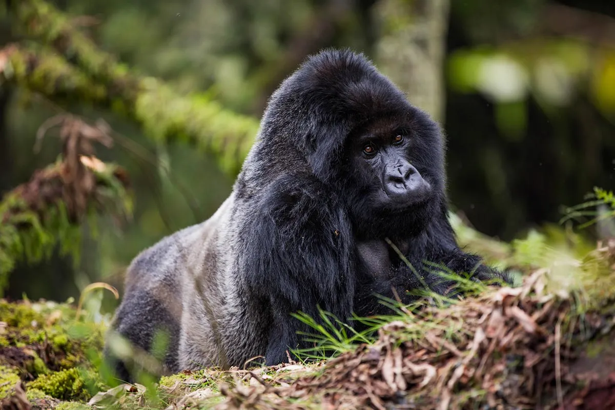 Gorilla Trekking Uganda vs Rwanda