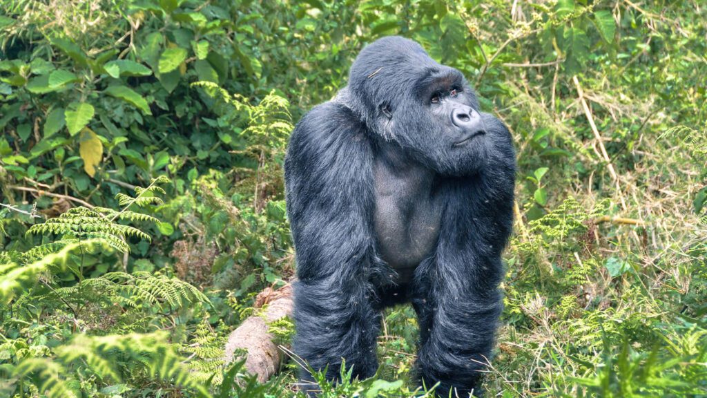 Gorilla Trekking in Uganda vs Rwanda – A Comprehensive Comparative Guide