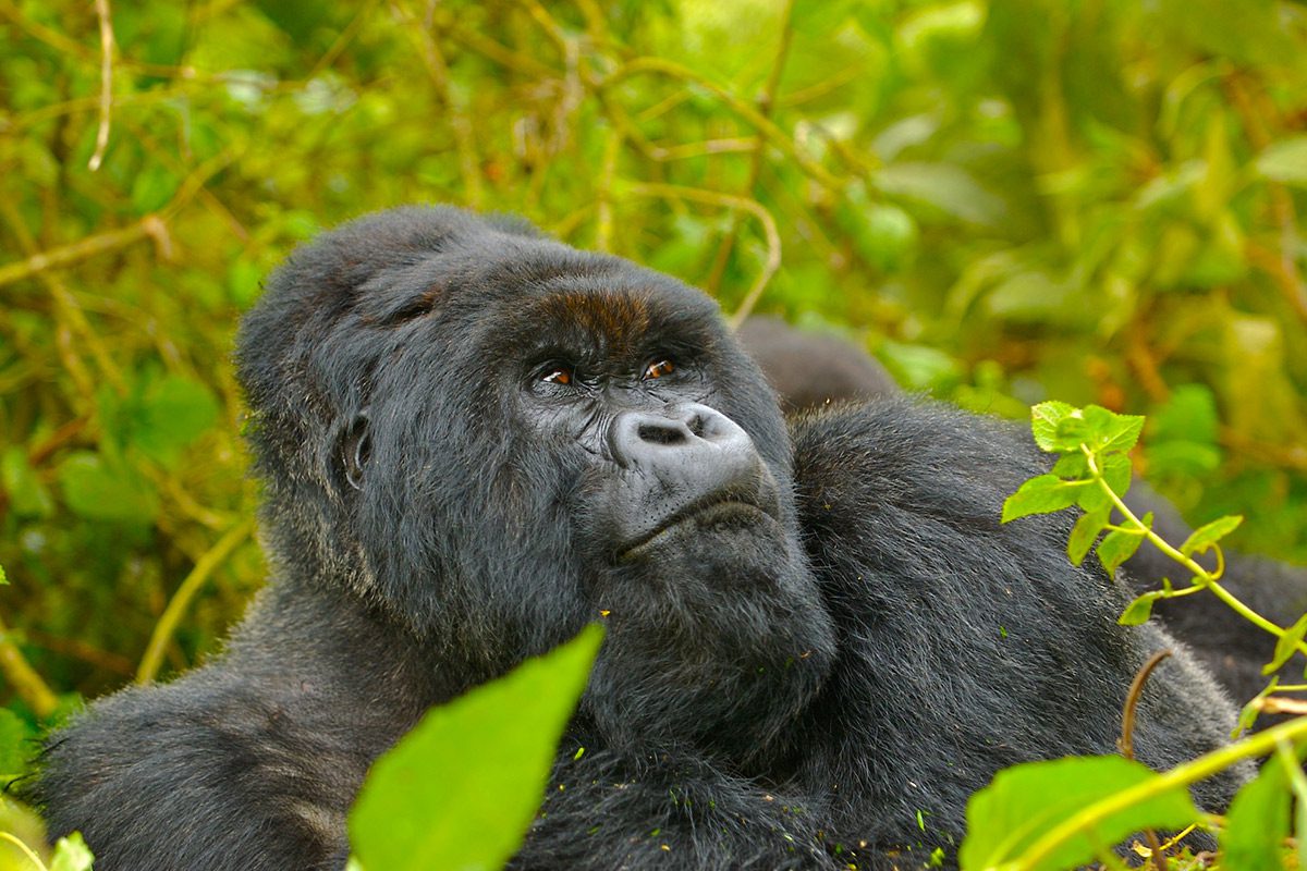 Gorilla Trekking in Uganda vs Rwanda – A Comprehensive Comparative Guide